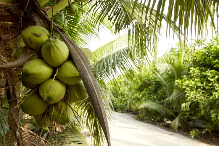 Coqueiro com frutas de coco.