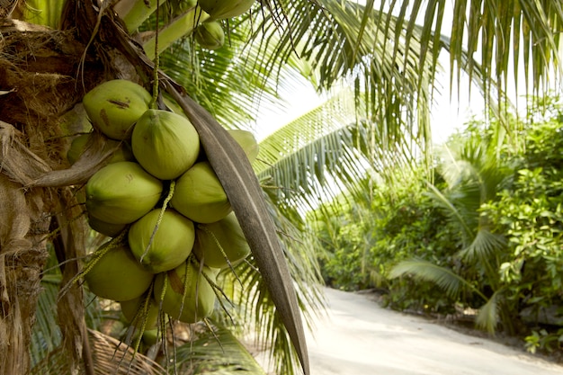 Coqueiro com frutas de coco.