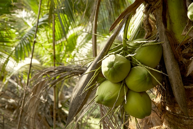 Coqueiro com frutas de coco.