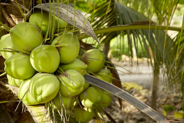 Coqueiro com frutas de coco.