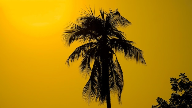 Coqueiro contra o céu azul Árvore com cocos