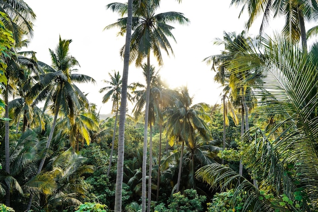 Coqueiro de manhã em uma ilha tropical