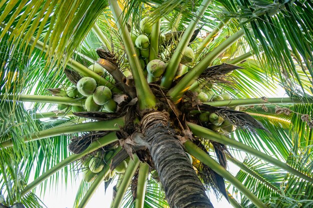 Coqueiro e coco frutas pendurado na exibição de árvore de debaixo