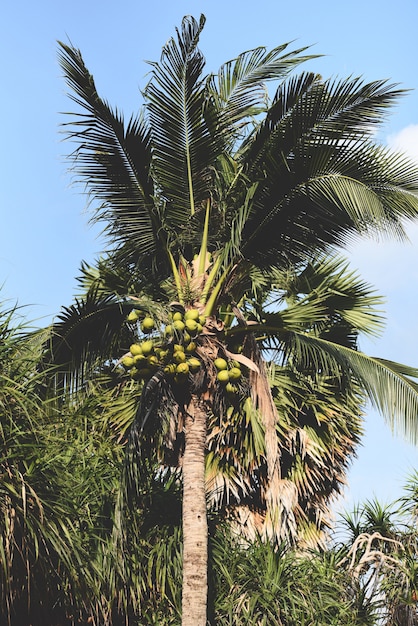 Coqueiro e coco no jardim tropical