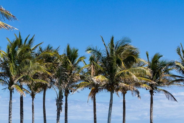 Coqueiro em clima tropical.