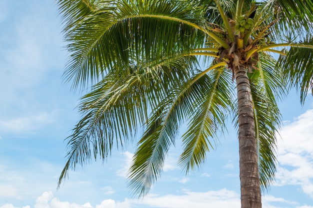 Foto coqueiro na bela praia tropical