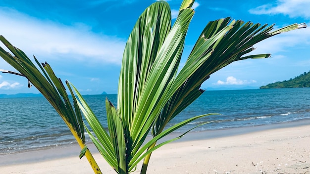 Coqueiro na praia