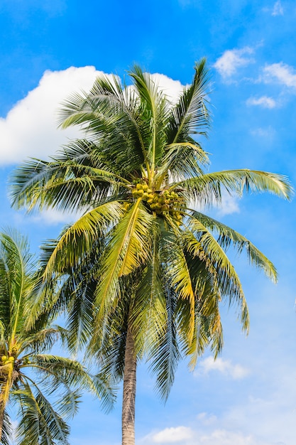 Coqueiro no céu azul