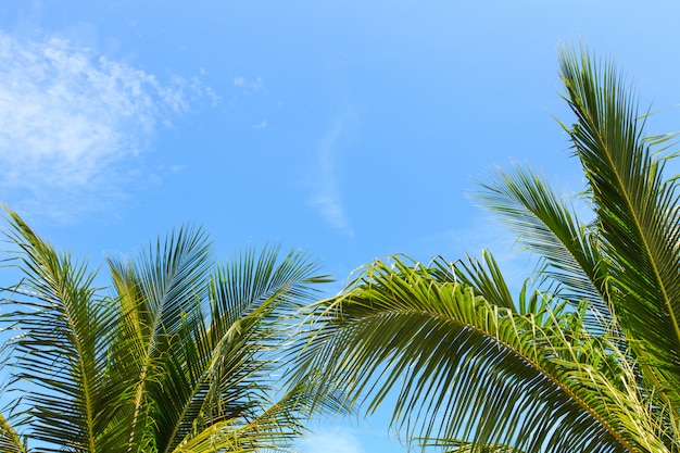 Coqueiro no céu azul