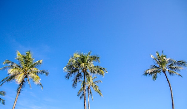 Coqueiro no fundo do céu azul