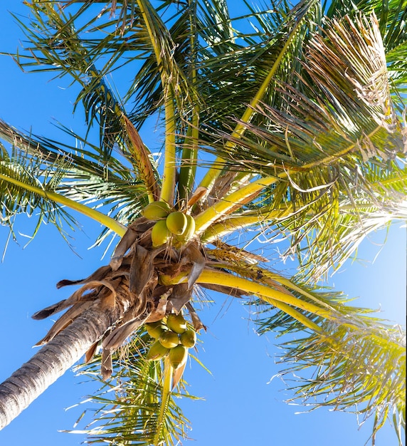 Coqueiro verde crescendo na praia tropicalTenerife Espanha