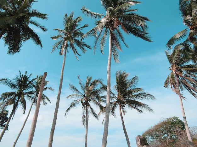 Coqueiros, com, céu azul, fundo