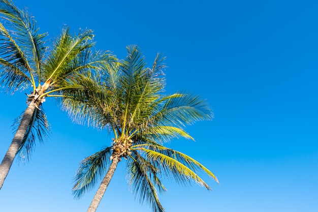 coqueiros com céu azul