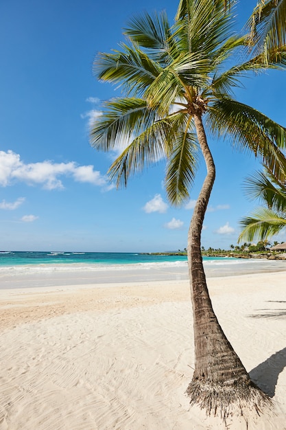 Coqueiros contra o céu. Palm Beach, na ilha paradisíaca tropical idílica - Caribe - República Dominicana Punta Cana