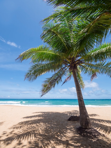 Coqueiros e mar tropical. Férias de verão e o conceito de praia tropical. O coqueiro cresce na praia de areia branca. Palmeira de coco sozinha em frente à praia da liberdade em Phuket, Tailândia.