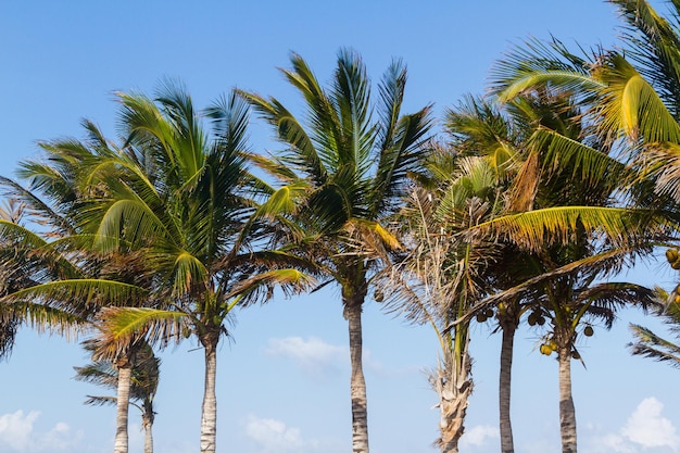 Coqueiros em clima tropical.