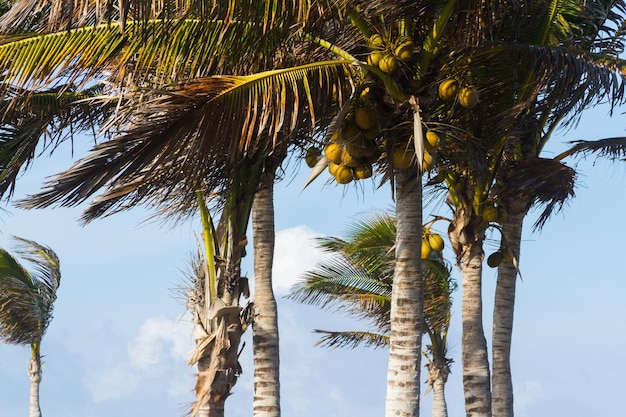 Coqueiros em clima tropical.