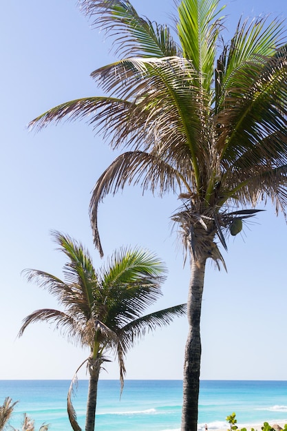 Coqueiros em clima tropical.