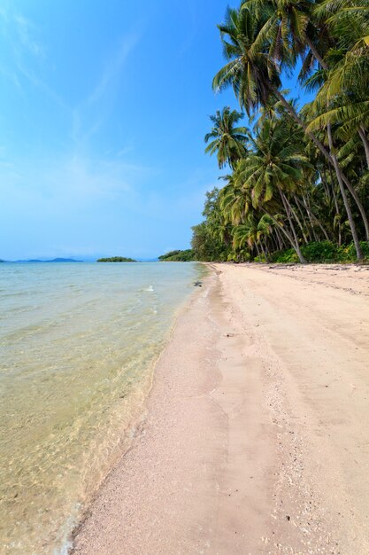 Coqueiros em praia tropical