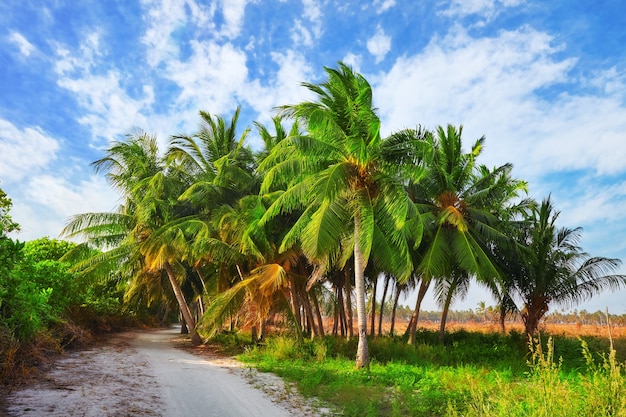 Coqueiros em uma ilha tropical nas Maldivas, parte central do Oceano Índico.