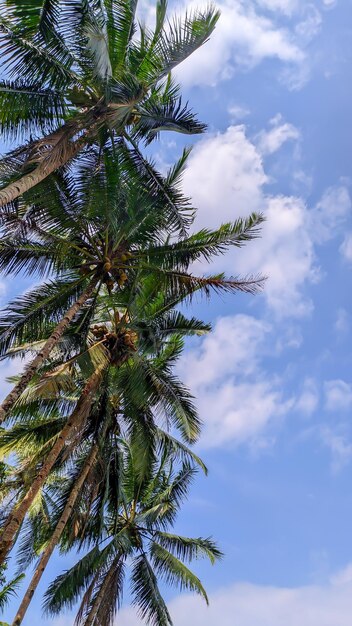 Coqueiros fundo de céu azul nublado