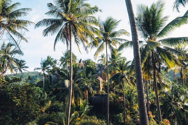 Coqueiros na ilha tropical no verão