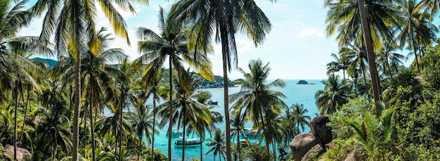 Coqueiros na ilha tropical no verão