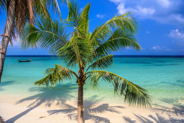 Coqueiros na ilha tropical SU de Koh Phangan da praia de Haad Yao