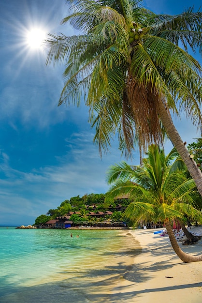 Coqueiros na ilha tropical SU de Koh Phangan da praia de Haad Yao