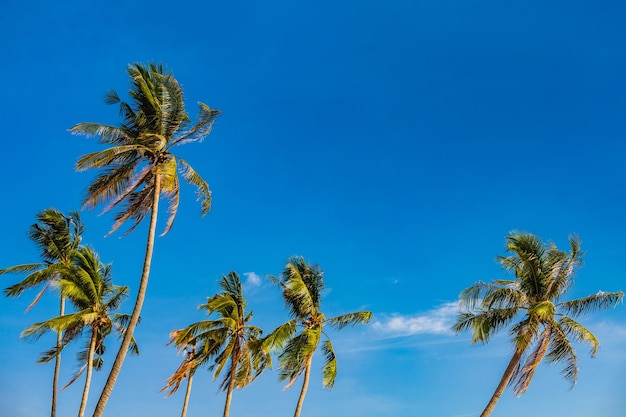 Coqueiros na praia à beira-mar com fundo de céu azul de verão com espaço de cópia.