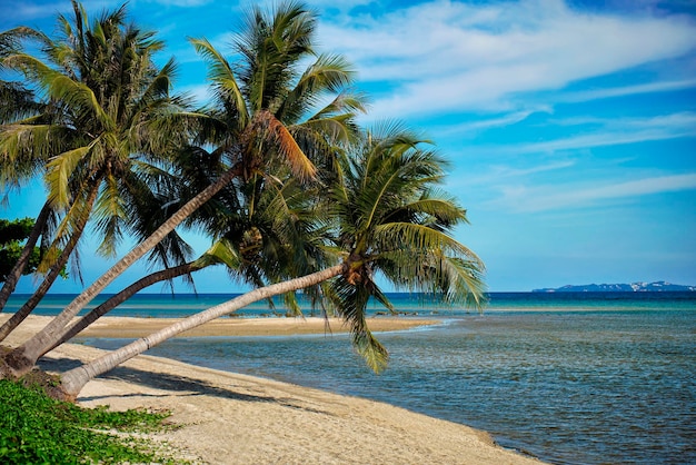 Coqueiros na praia da ilha e céus claros de verão