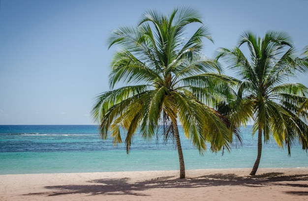 Coqueiros na praia de areia branca na ilha de saona, república dominicana