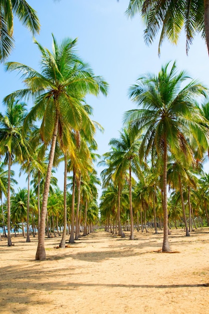 Coqueiros na praia de areia