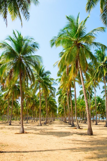 Coqueiros na praia de areia