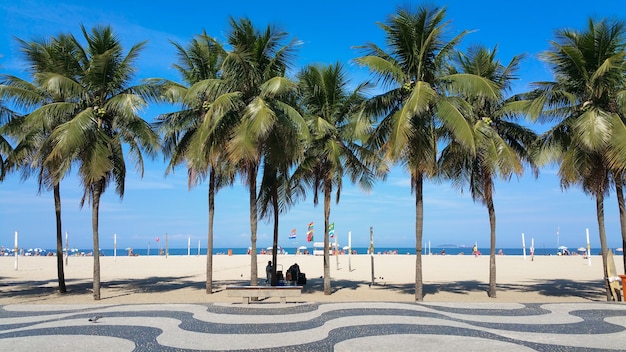 Coqueiros na praia de Copacabana, Rio de Janeiro, Brasil.