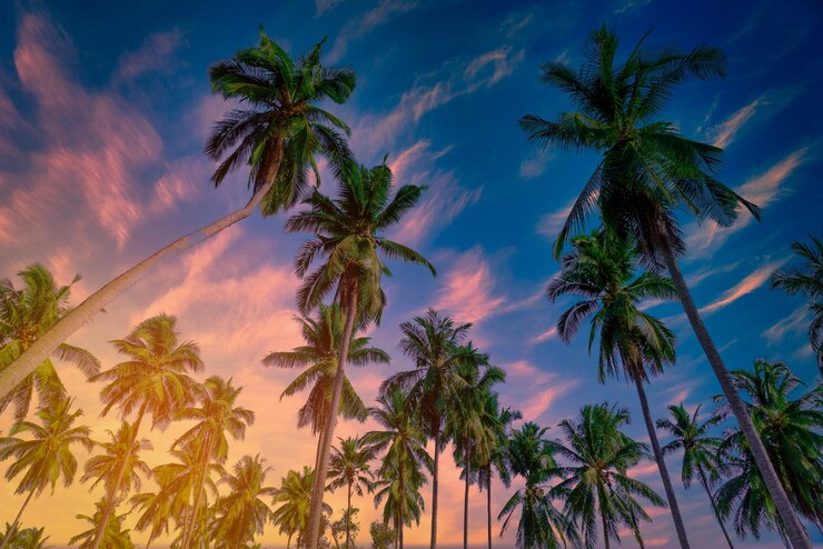 Foto coqueiros na praia e céu azul com nuvens.