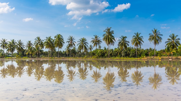 Coqueiros no céu azul refletem na água