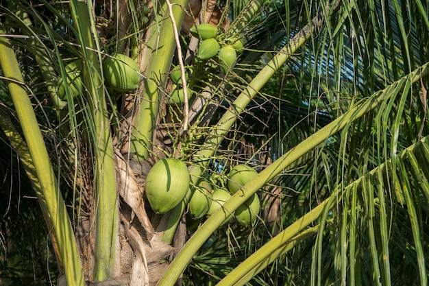 Coqueiros orgânicos com um monte de frutas.