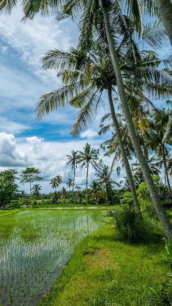 Coqueiros perto de arroz tarrace sidemen bali indonésia