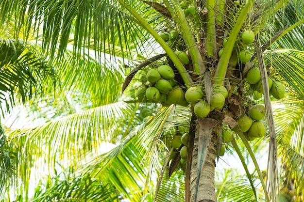 Coqueiros produzem muitas frutas.