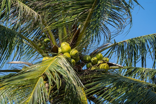 Coqueiros que produzem muitos produtos