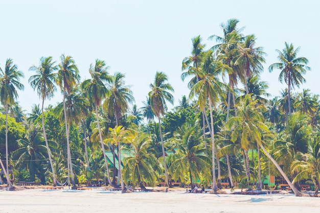 Coqueiros saindo para o mar em um dia de céu claro, Koh Kood, Tailândia