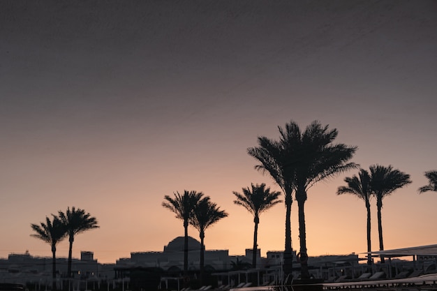 Coqueiros tropicais de verão contra o céu do pôr do sol