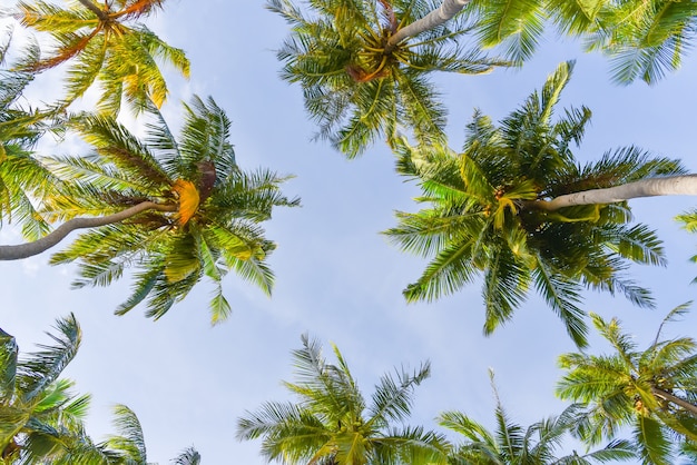 Coqueiros tropicais na ilha Maafushi, Maldivas