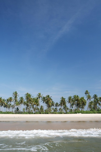Coqueiros tropicais perto do oceano e do céu azul