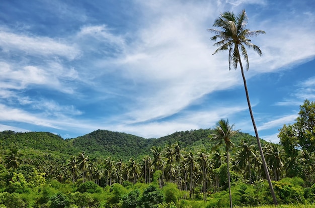 Coqueiros