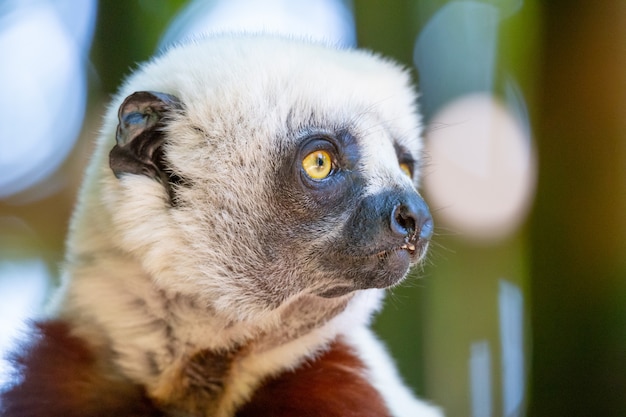 Coquerel Sifaka em seu ambiente natural em um parque nacional na ilha de Madagascar.