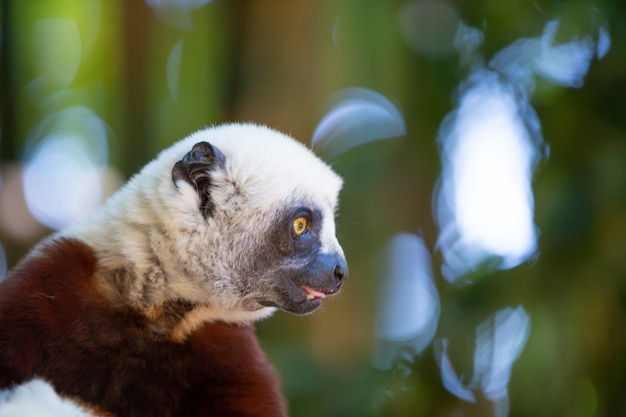 Foto coquerel sifaka in seiner natürlichen umgebung in einem nationalpark auf der insel madagaskar.