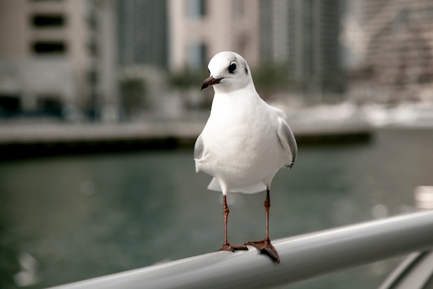 Coqueta gaviota en una valla