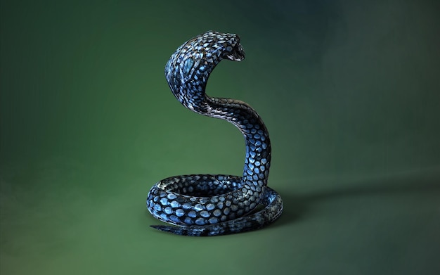 Cor azul da cobra-rei, a cobra venenosa mais longa do mundo isolada em fundo verde